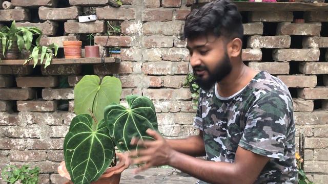 Secrets of Anthurium magnificum (Extremely Rare Plant) 🍃 Guide-Good & Bad effect //GreenStuff - EP0 смотреть онлайн