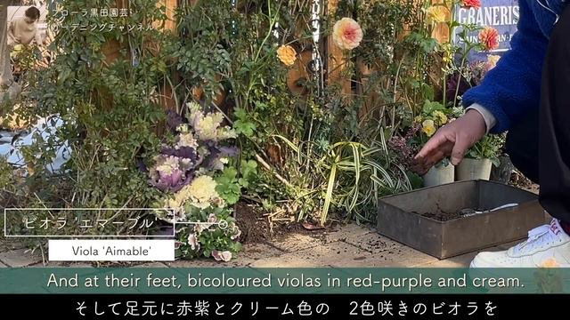 ラナンキュラス 'ラックス'／真冬も楽しむ！極狭花壇を華やかに【冬のガーデニング】-フローラ黒田園芸- plant a flower bed/ Winter gardening 4K ULTRA H смотреть онлайн