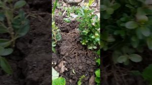 Самое время чтобы начать черенковать самшит #черенки #самшит #сад