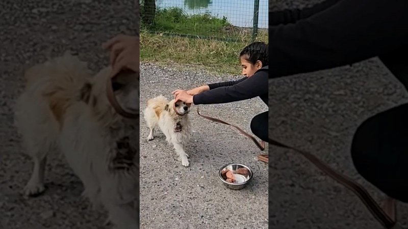 Cпасение собаки с раной на шее. где же он ее получил? #ставрополь #помощьживотным