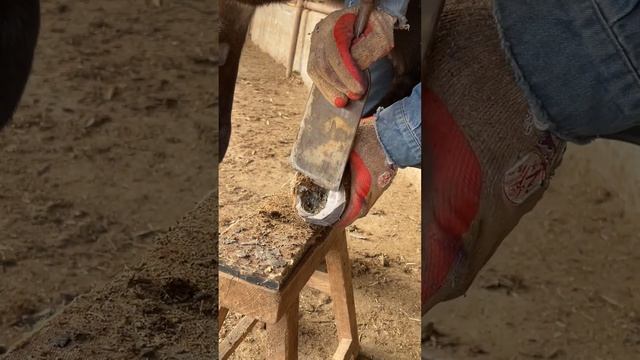 Great, the donkey's hooves are trimmed beautifully丨ASMR丨Donkey hoof cutting sound