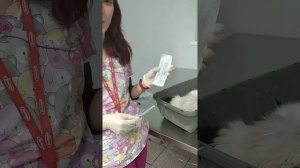 Подкожная инфузия животным