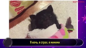 Милые малыши животных, которые заставят улыбнуться даже суровых качков и бодибилдеров