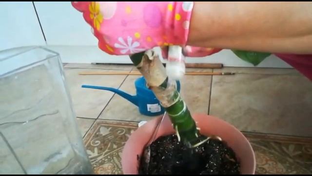 САЖАЕМ ПРОРОЩЕННУЮ ВЕРХУШКУ ДИФФЕНБАХИИ смотреть онлайн