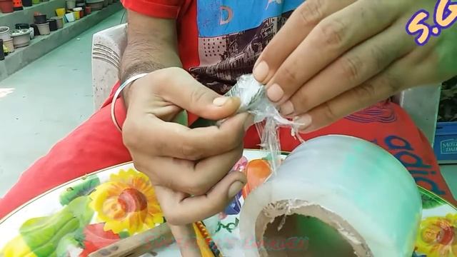 Coryphantha elephantidens Cactus grafting in rainy season in hindi