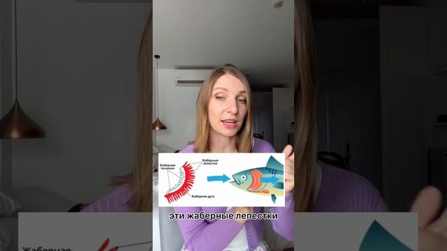 Дыхвние рыб #егэ #биологияегэ #биологияогэ #рыбы #жабры