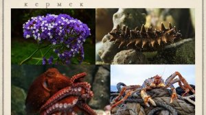 Презентация "Заповедники России"