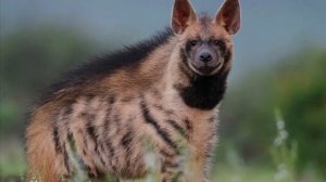 52. Обзор фигурки Collecta полосатая гиена (2012, арт. 88566b)