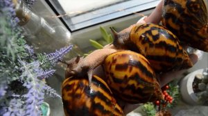 РАСПАКОВКА ПОСЫЛКИ С УЛИТКАМИ | УБОРКА У УЛИТОК | ОТВЕЧАЮ НА ВАШИ ВОПРОСЫ