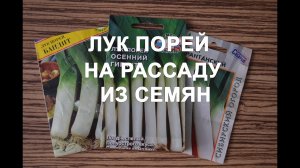 Как посадить лук порей на рассаду? Чем подкормить лук порей? Лук порей выращивание