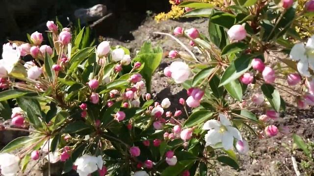 Райская яблоня АДИРОНДАК смотреть онлайн