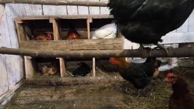 Что я делаю чтоб куры неслись зимой. смотреть онлайн