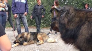 ГИГАНТСКИЕ КАВКАЗСКИЕ ОВЧАРКИ на выставке собак. Гризли и его потомство.