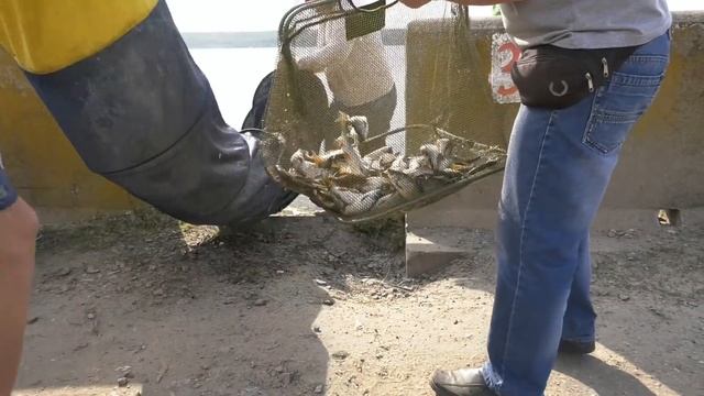 Кубок Воронежской области по ловле поплавочной удочкой 2018 смотреть онлайн