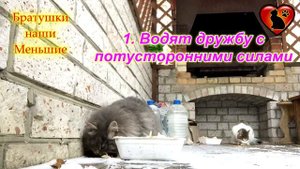 5 причин почему в новый дом первой запускают кошку!!!