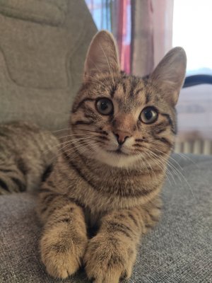 котятки мурлыки