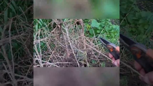 ОСТОРОЖНО НОВОСАД ! Или как мы попали на закупке саженцев от Новосад!!!