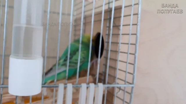 ? Разводные пары выставочных волнистых попугаев || Самец и самка поменялись местами ? смотреть онлайн