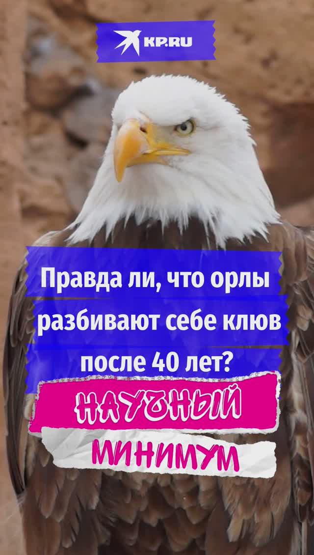 Правда ли, что орлы разбивают себе клюв после 40 лет?