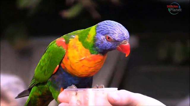 Cамых красивых попугаев . The most beautiful parrots