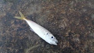 Рыбалка в Сочи ночью: Морской карась, барабуля, ставрида