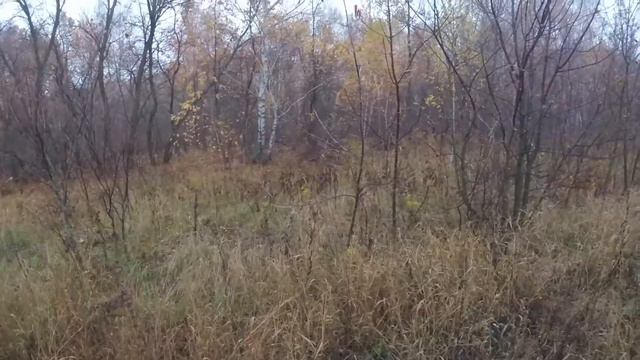 Охота на лису. Вышла на номер смотреть онлайн