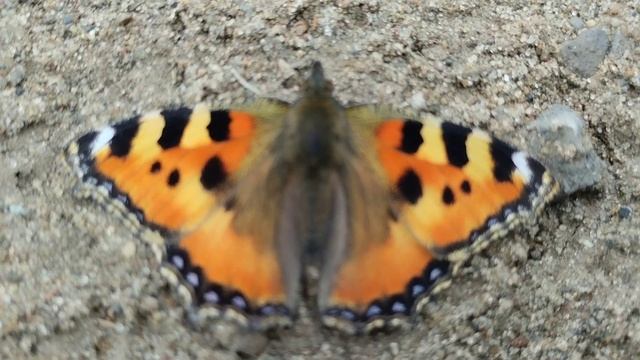 разбудили бабочку смотреть онлайн