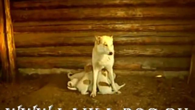 Щенки лайки смотреть онлайн