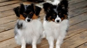 За что я люблю собак породы папиньон?