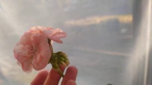 Цветение пеларгоний на балконе. 05.06.2023