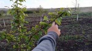 Формируем пальметту. Растягиваем первый ярус.