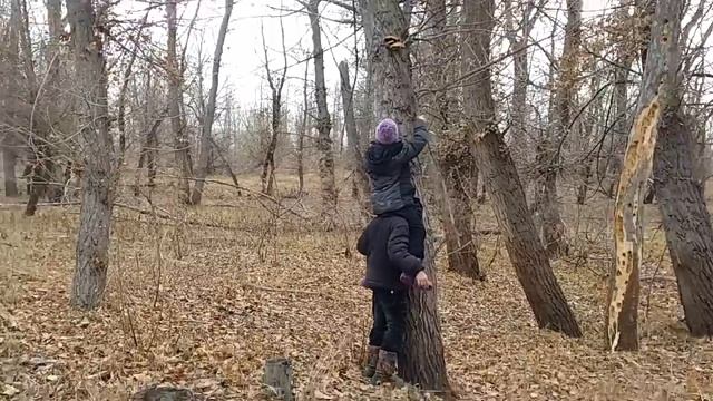 Как достать грибы вешенки !) смотреть онлайн