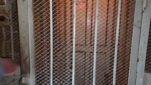 Раритет ! Лифт распашник едет с открытыми дверями