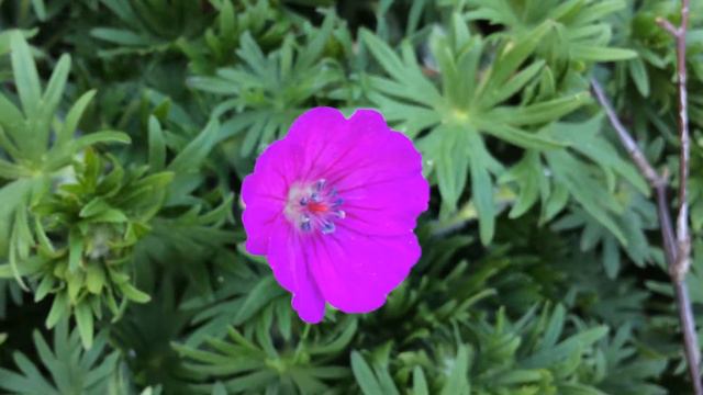 Géranium vivace 'sanguineum' Petites fleurs qui font un malheur смотреть онлайн