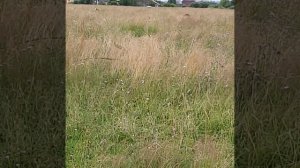 Тибетский мастиф и корова