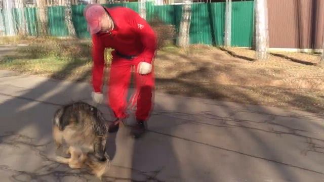 Юнона | Овчарка с мягким характером! смотреть онлайн