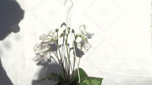 Стрептокарпус DS-1780