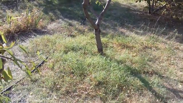 Фундук Трапезунд и миндаль Форос.Урожай и совместная посадка. смотреть онлайн