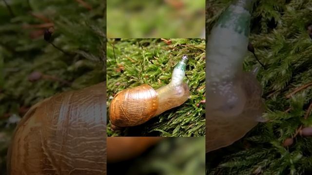 Лейкохлоридий парадоксальный Улиточный паразит смотреть онлайн