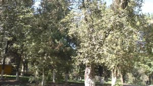 Нальчик.Давно не был, прогулка по санаториям: Калмыкова, Кирова. Источник нальчик. Часть 2.