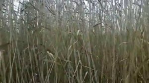 ЗАГОТОВКА КАМЫША