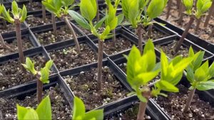 Черенки метельчатой гортензии