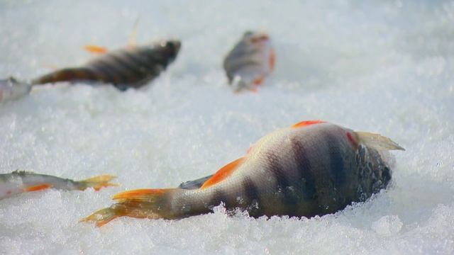 Рыбак Рыбаку 489 "Хищник последнего льда". смотреть онлайн