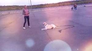 Дрессировка лабрадора (при наличии отвлекающих факторов)