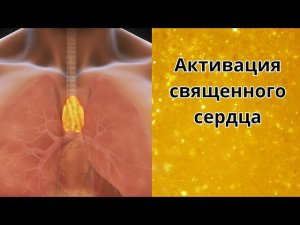 Медитация для активации тимуса Священного сердца