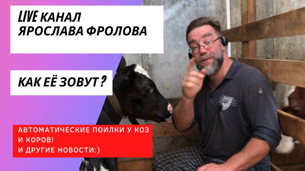 Водопровод в коровнике и автоматическая поилка коров и коз и другие новости на РуТУБЕ