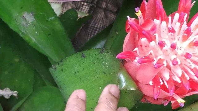 Billbergia Bromeliad/Flamingo Torch/Summer Torch Plant and it's care смотреть онлайн