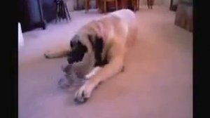 Огромный пес съел маленькую собаку!