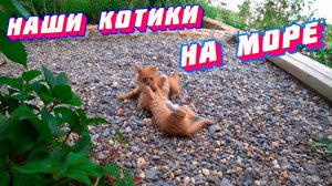 Ксюше и Степе достался номер с мамой кошкой и двумя котятами..мяУ..