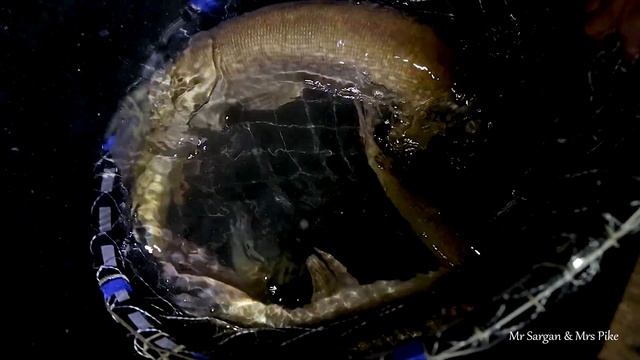 Зарыбление трофейной щукой до 6 кг. Щука альбинос. 01 11 2023 смотреть онлайн